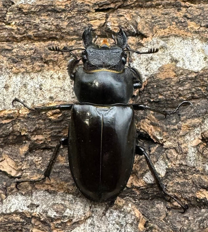 【WD】《フェアメイルミヤマクワガタ 53.5mm B品ペア》