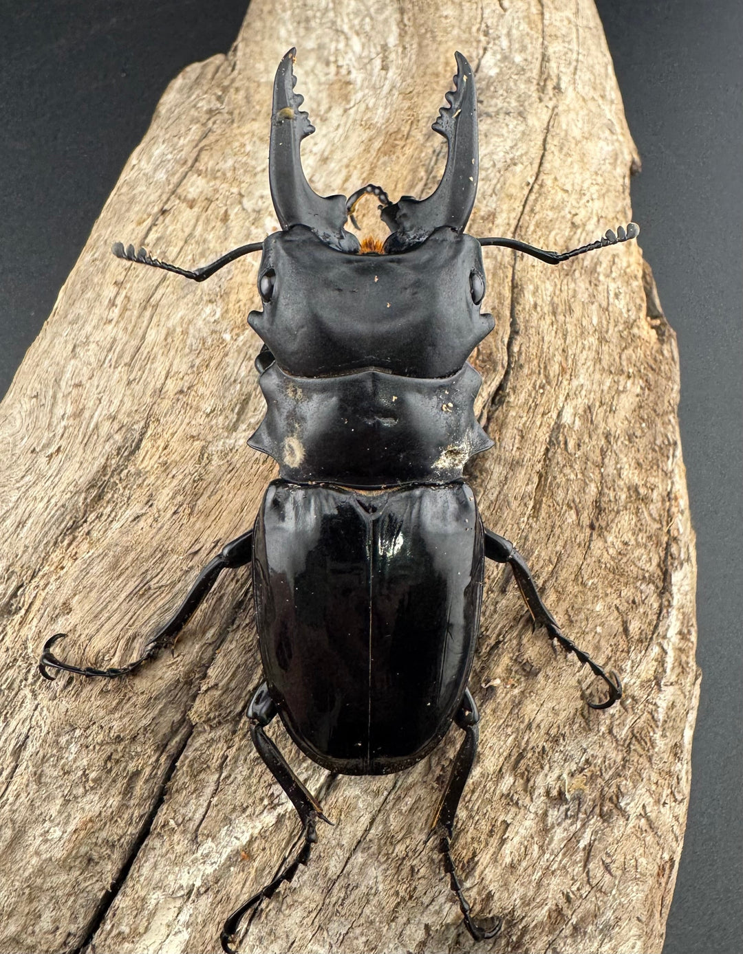 【WD】《ルディカツヤクワガタ 71.5mm B品ペア》