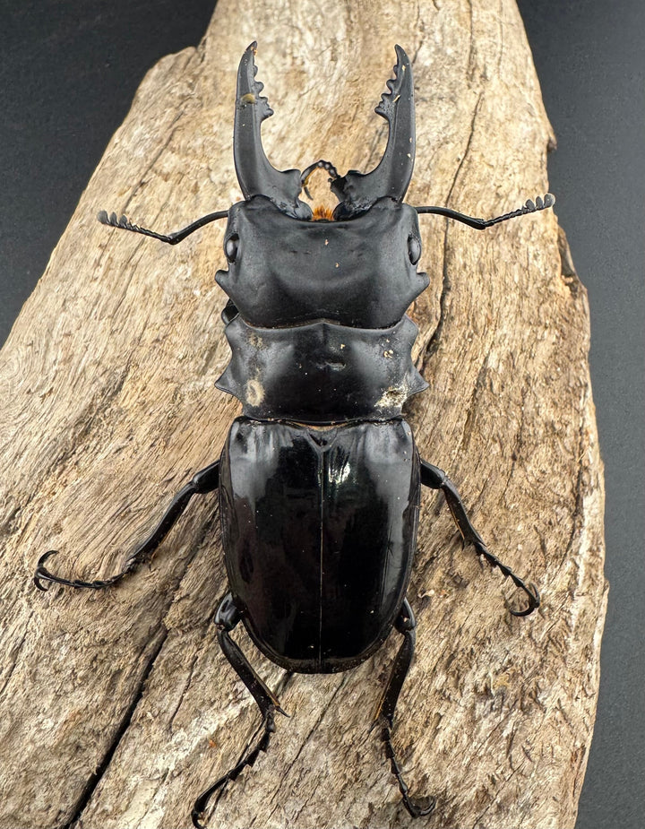 【WD】《ルディカツヤクワガタ 71.5mm B品ペア》