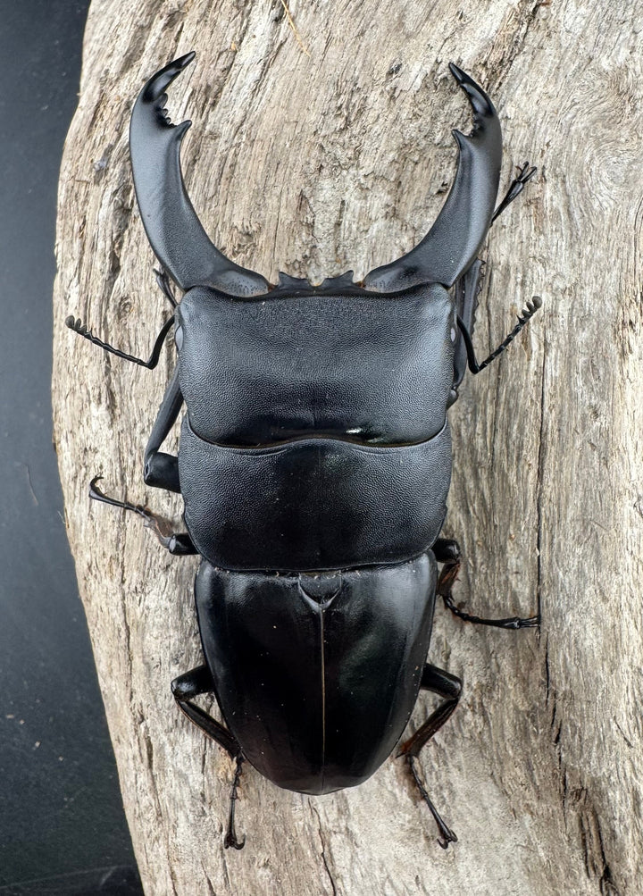 【WF1】《北カマリネスヒラタクワガタ 91.5mm ペア》