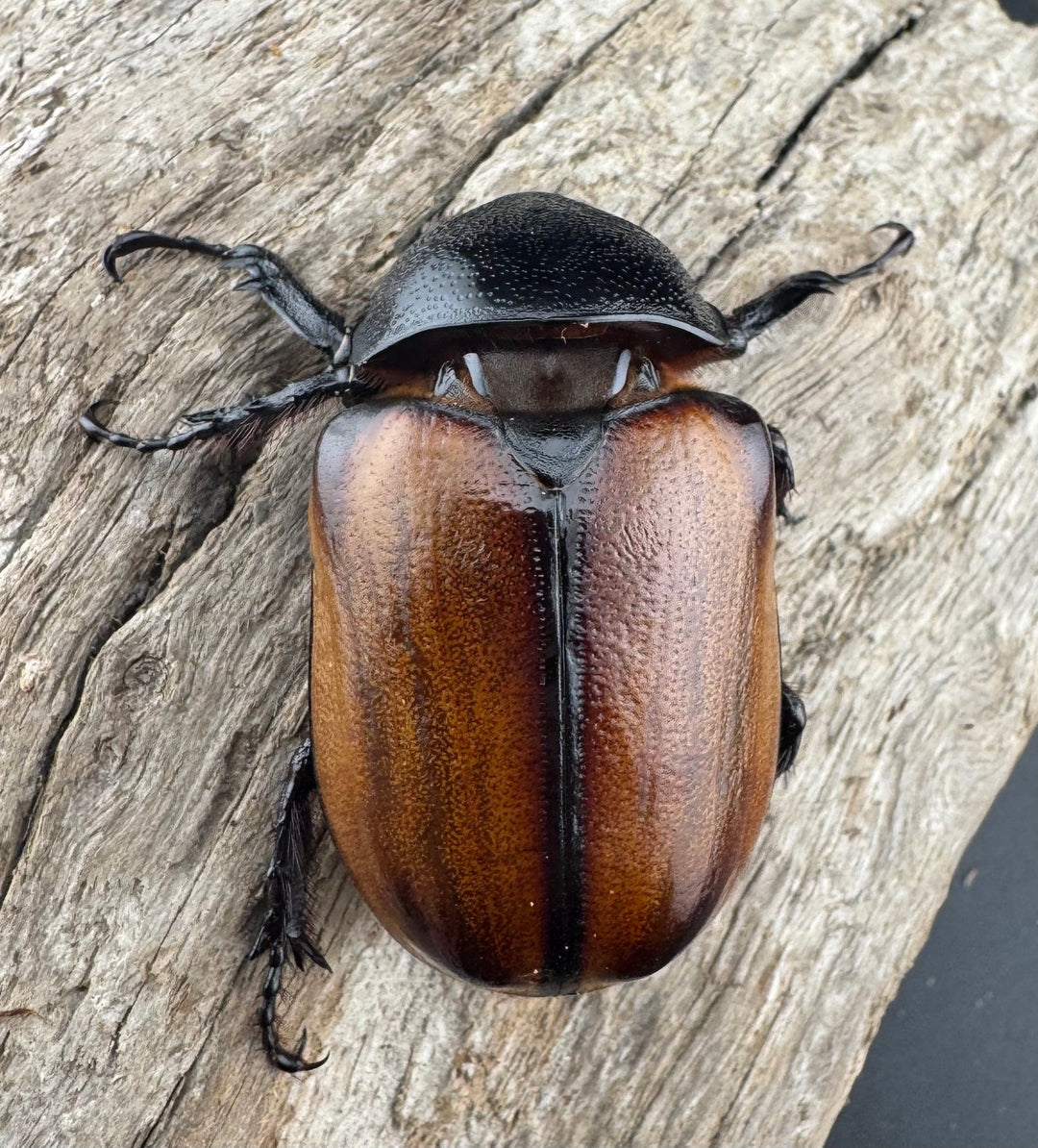 【F0】《スキットゴホンツノカブト 52mm ペア》