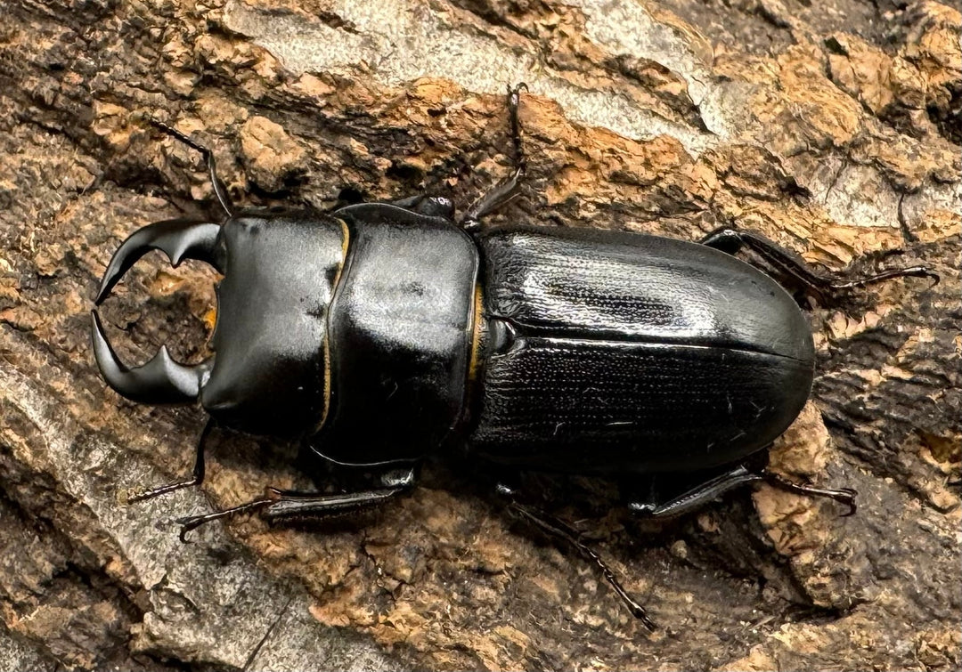 【WD】《ドルクス メンシウス 35mm ペア》