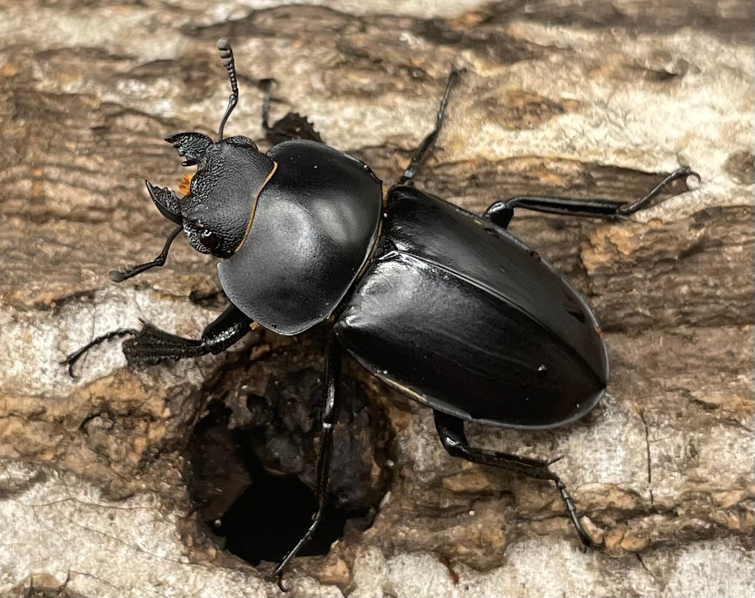 【WD】《チュウゴクマルバネクワガタ原名亜種 36.5mm A’ペア》