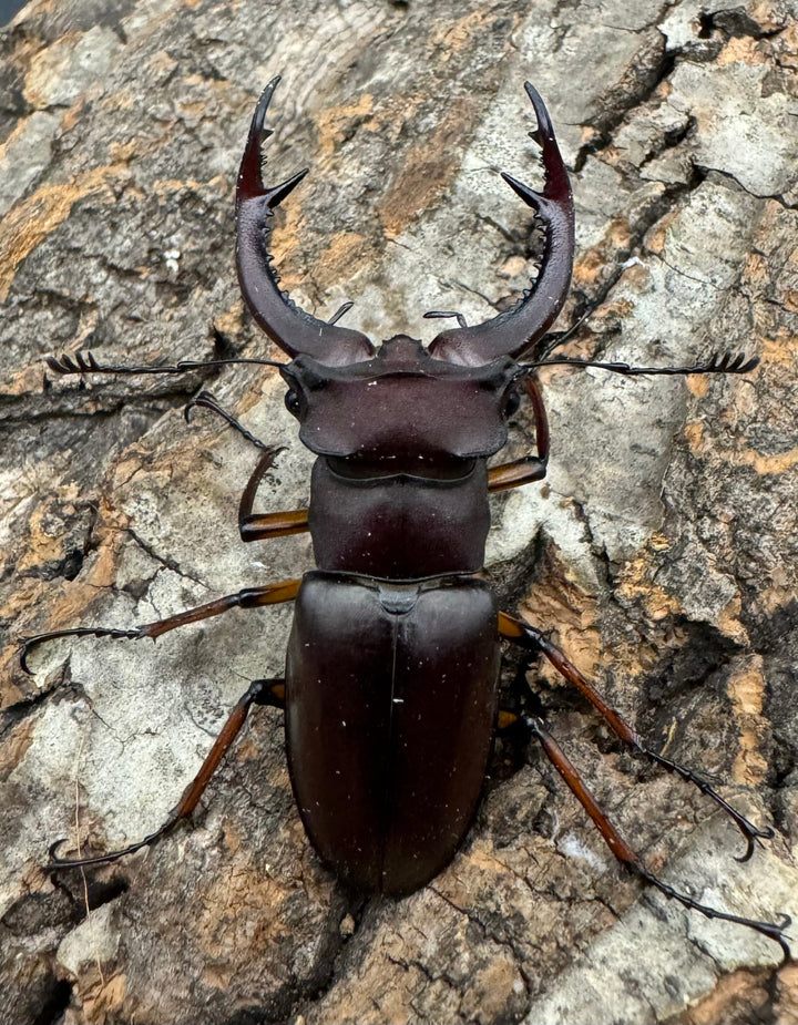 【WD】《デューベイアヌスミヤマ 56mm ペア》