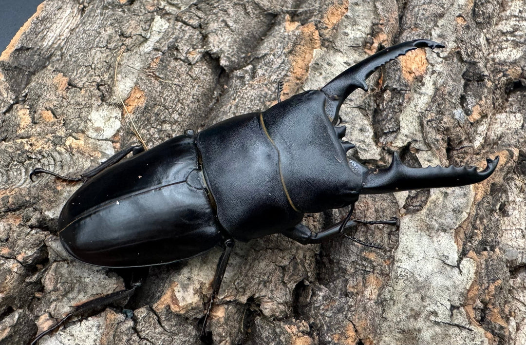 特別特価!!《ツシマヒラタクワガタ 70-77mm ペア》