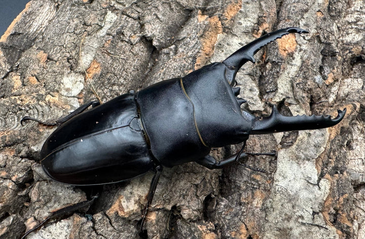 特別特価!!《ツシマヒラタクワガタ 70-77mm ペア》