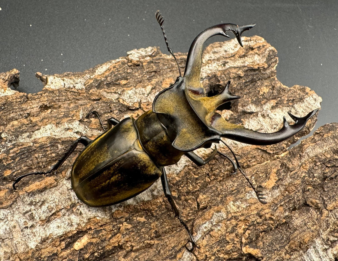 【WD】《チベットミヤマ亜種フルキフェル 75mm ♂B品ペア》