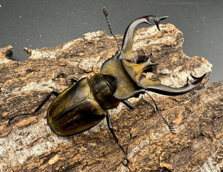 【WD】《チベットミヤマ亜種フルキフェル 75mm ♂B品ペア》