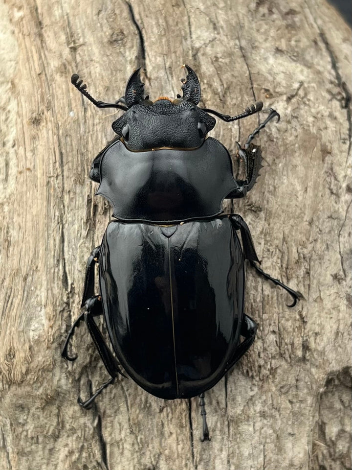 【WD】《インターメディアツヤクワガタ ロハス産 88mm ペア》