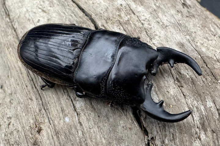 【WD】《フィリピンネブト亜種バンガイエンシス 34.5mm ペア》