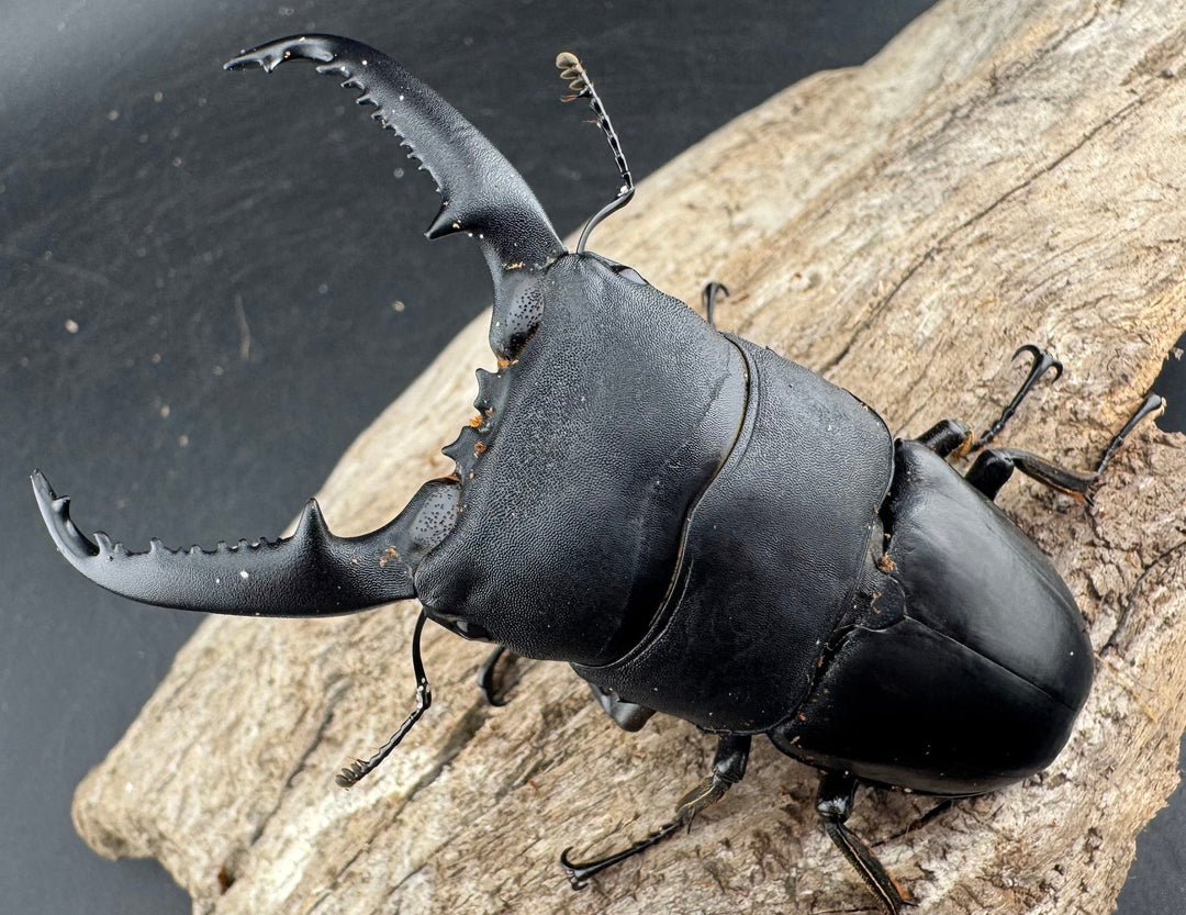 【WD】《パラワンオオヒラタ 86.5mm ペア》