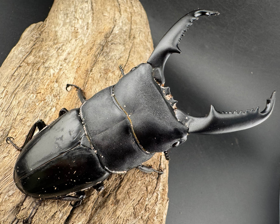 【WD】《ミンダナオヒラタ マラグサン産 91mm ペア》