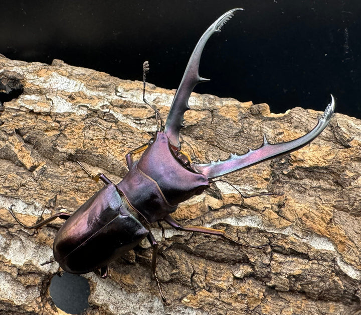 【美麗】《メタリフェルホソアカ 69mm ペア》わたくわ氏ブリード個体