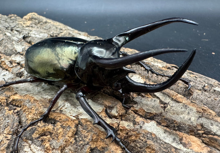 【WD】《アトラスオオカブト原名亜種 90mm ペア》