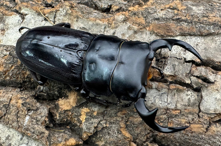 《インドクルビデンスオオクワ 57.6mm B品ペア》