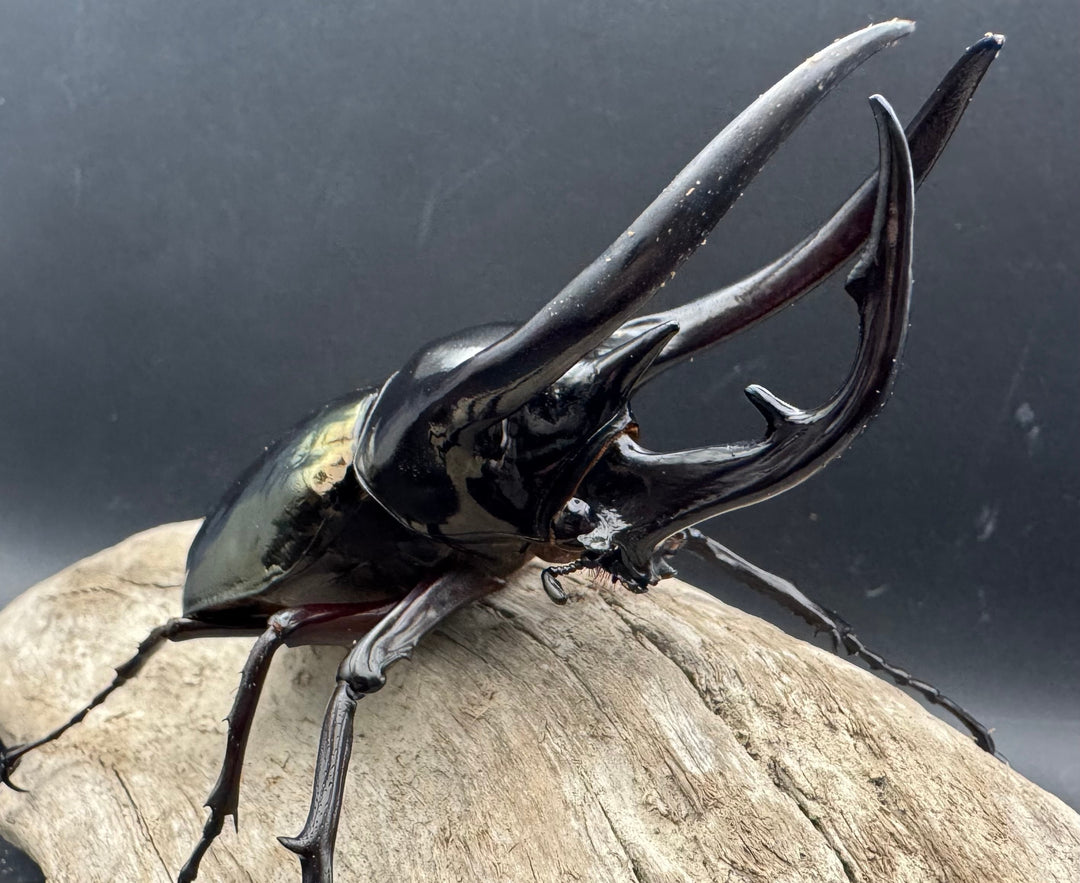 【WD】《ジャワコーカサスオオカブト 110mm A'品ペア》