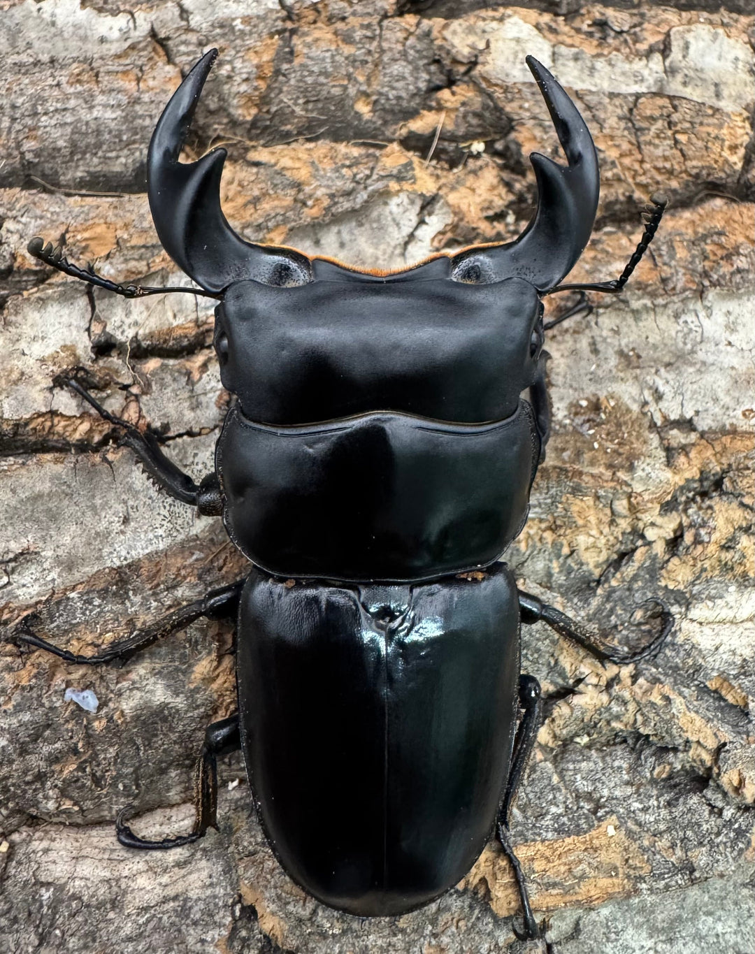 《マレーアンタエウス ドルクスマンB血統 74mm ペア》