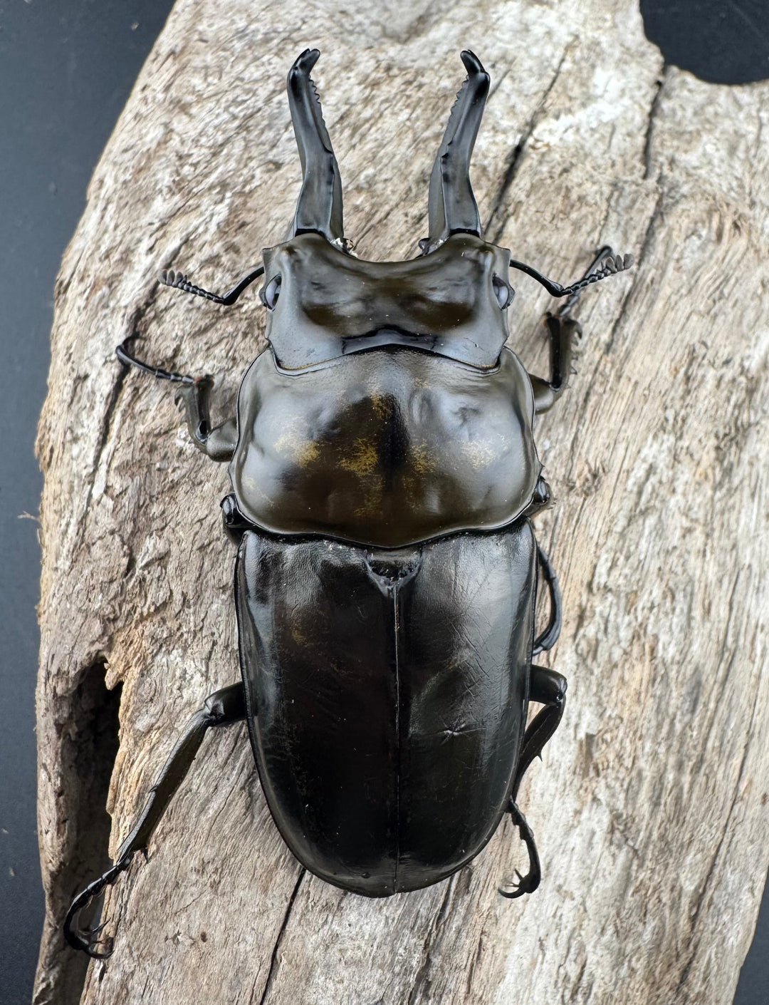 【F0】《ローゼンベルグオウゴンオニクワガタ 75mm ペア》