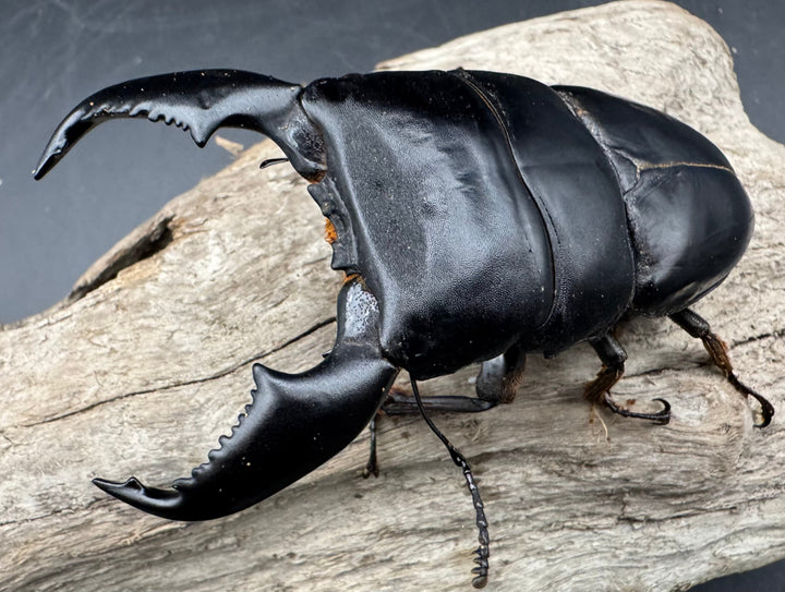 《スマトラオオヒラタ アチェ産 100mm ペア》inohiro109氏ブリード個体