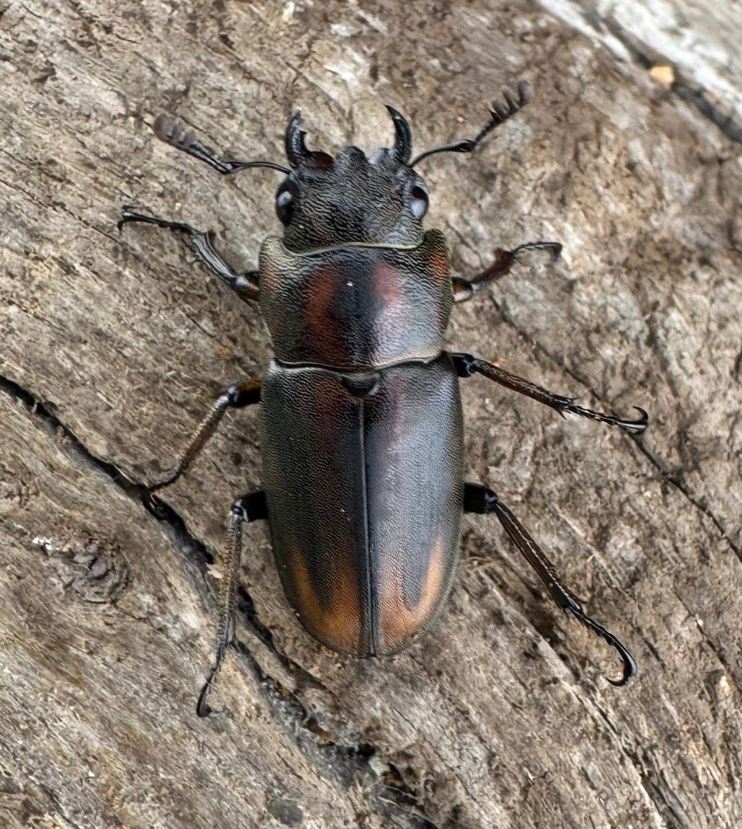 【WD】《ズベールホソアカ マラグサン産 45mm ペア》