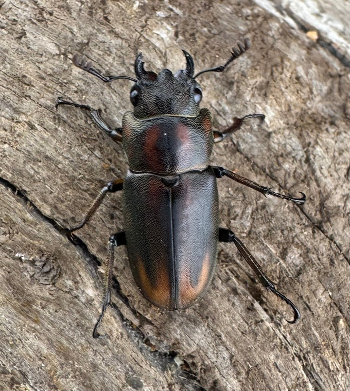 【WD】《ズベールホソアカ マラグサン産 45mm ペア》