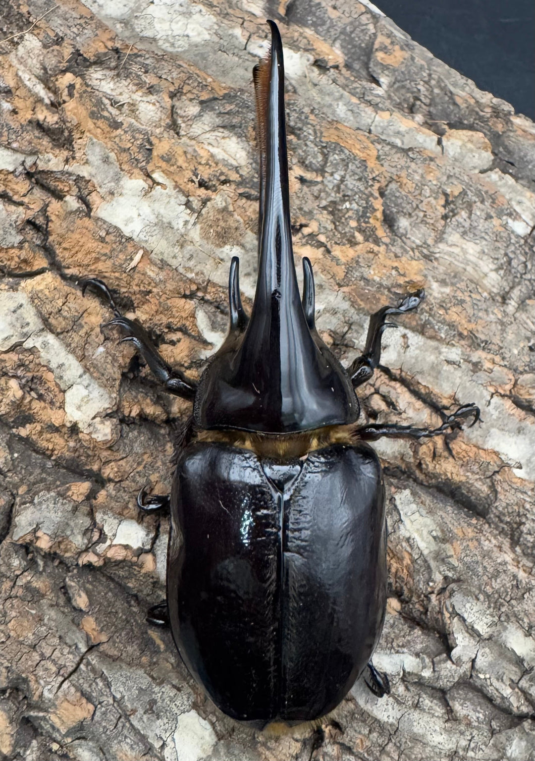 《ネプチューンオオカブト 118mm A'品ペア》