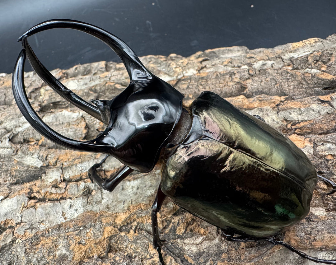 【WF1】《タイリクコーカサスオオカブト ペア》