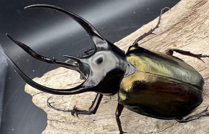 【WD】《ジャワコーカサスオオカブト 101mm ペア》