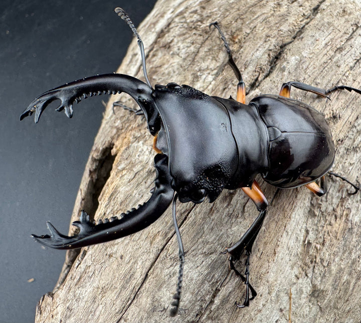 【WD】《インペリアリスツヤ亜種komorii リサル産 64.5mm ペア》