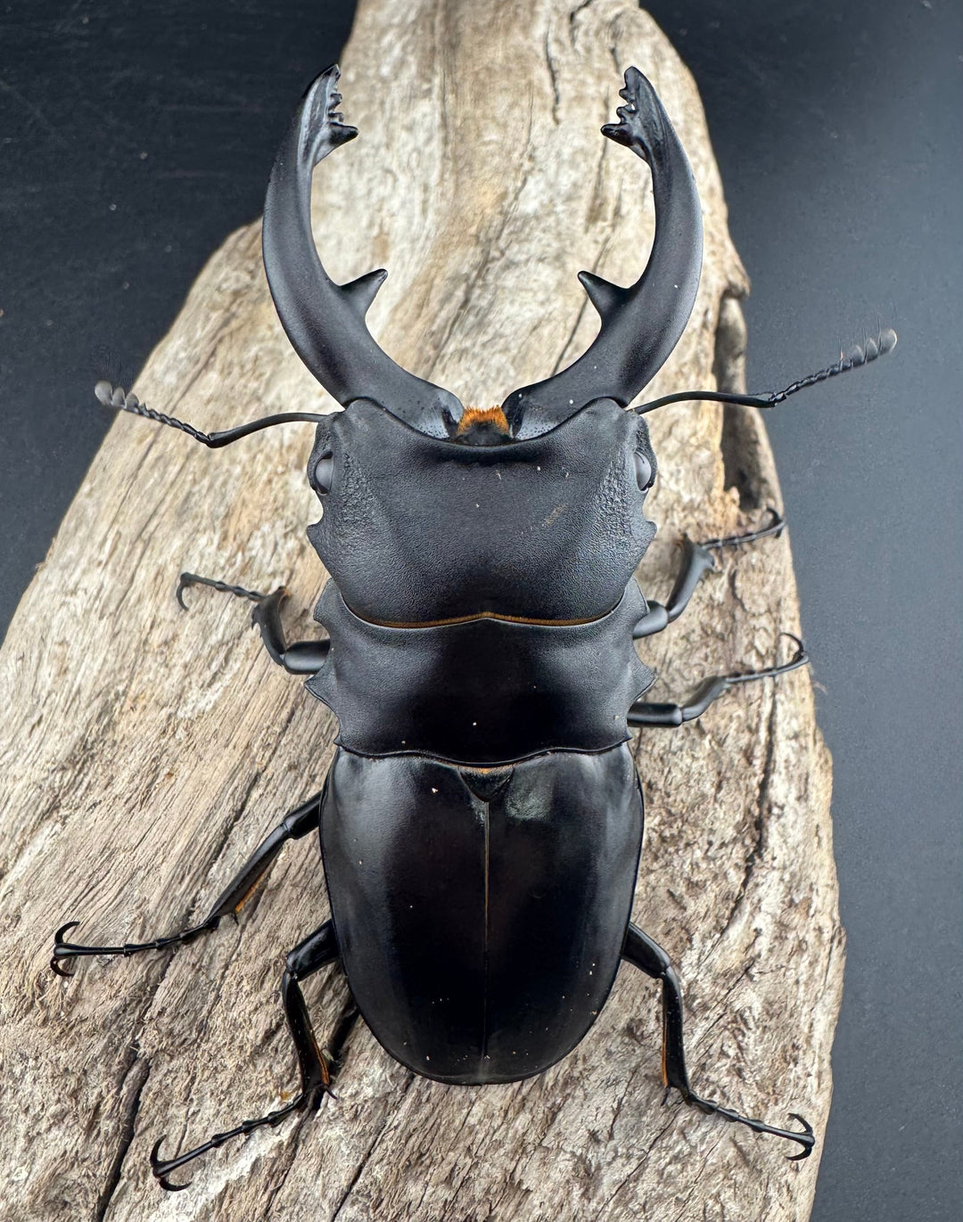 【WD】《アルケスツヤクワガタ 86.5mm ペア》