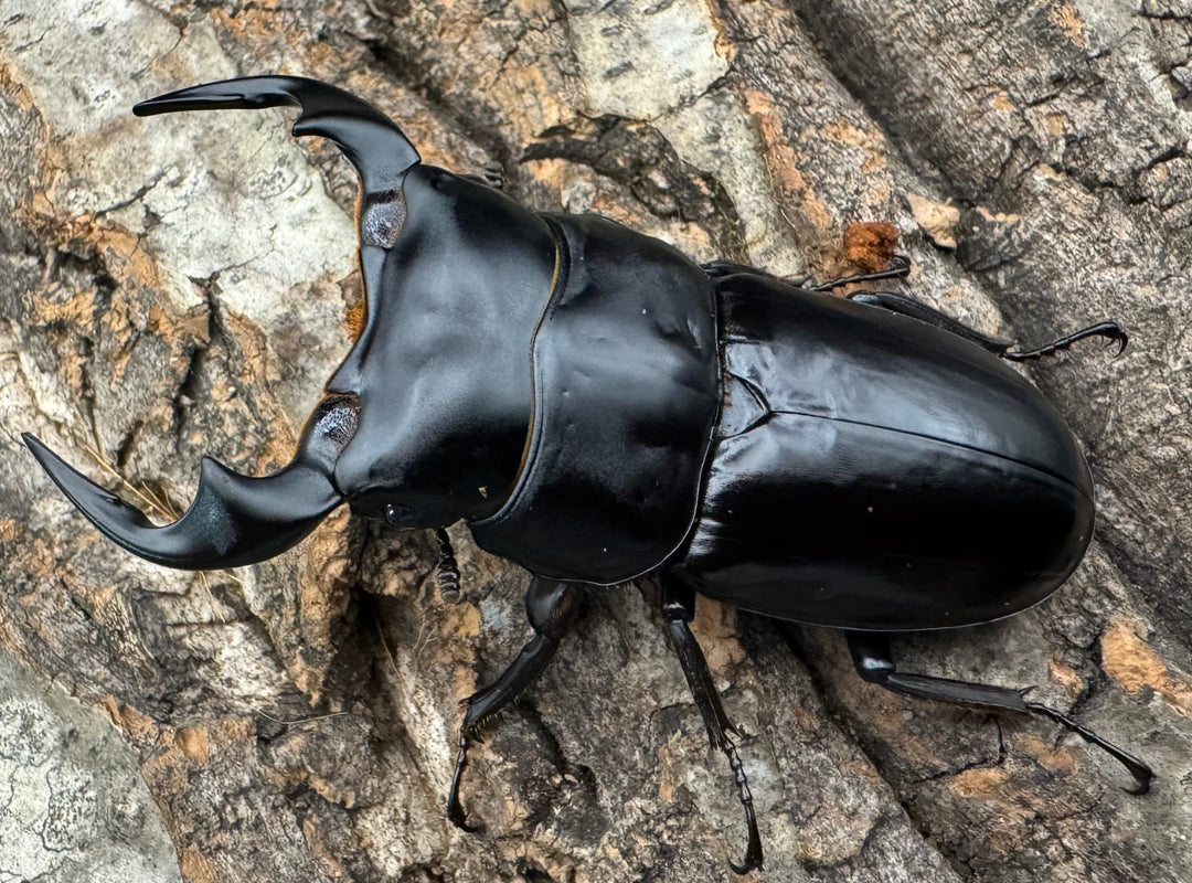 《インドアンタエウス タイガーヒル産 70mm ペア》