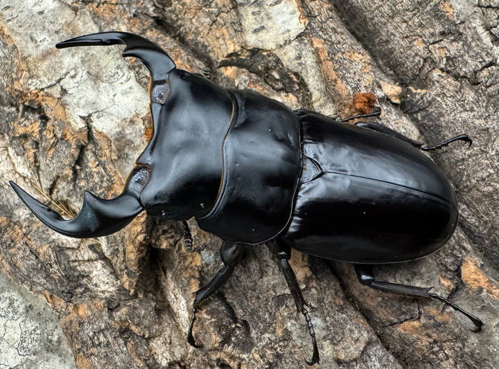 《インドアンタエウス タイガーヒル産 70mm ペア》