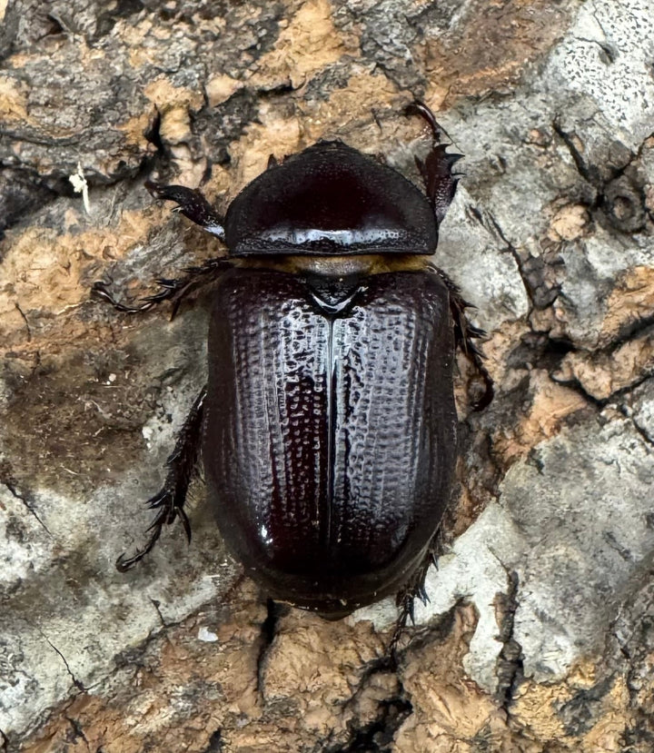 《バラタスサスマタサイカブト Free ペア》