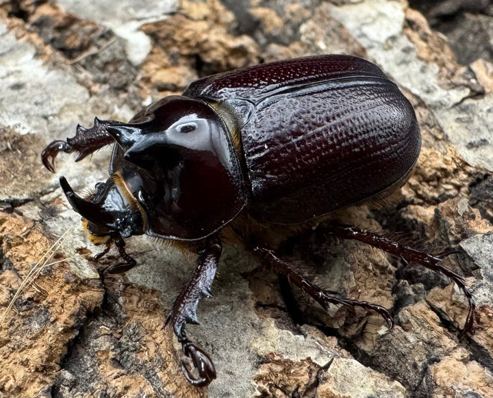 《バラタスサスマタサイカブト Free ペア》