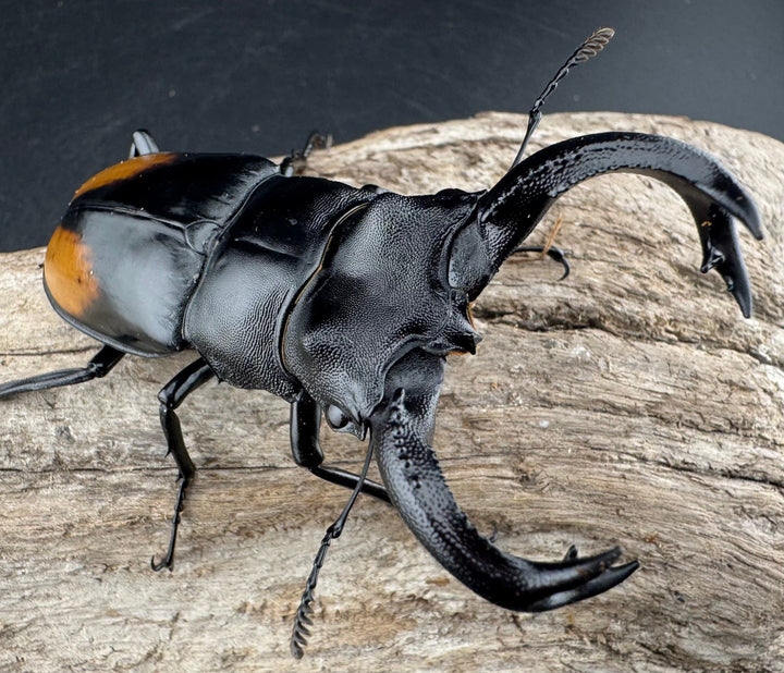 【WD】《セアカフタマタ（パリーフタマタ） 81mm ペア》