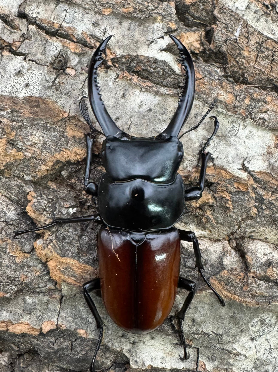 《アローコクワ亜種リエン 71mm ♂♀♀トリオ》