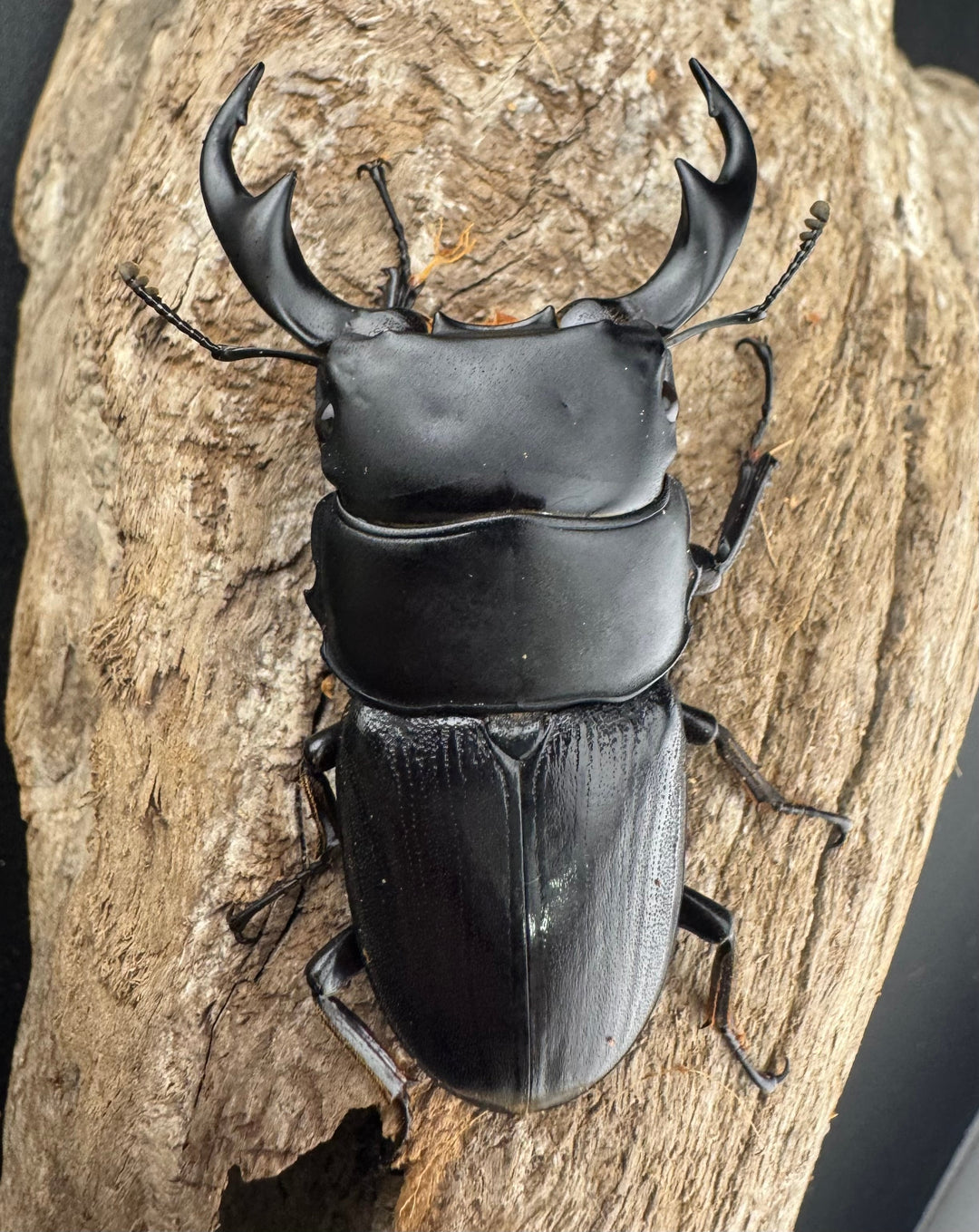 【WD】《ミンダナオパリーオオクワ キダパワン産 60mm ペア》