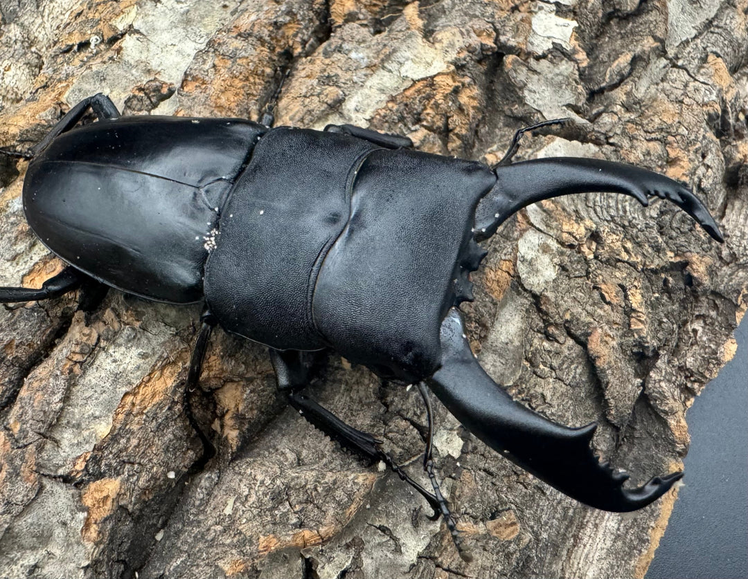 【WD】《南カマリネスヒラタ 92mm ♂単》