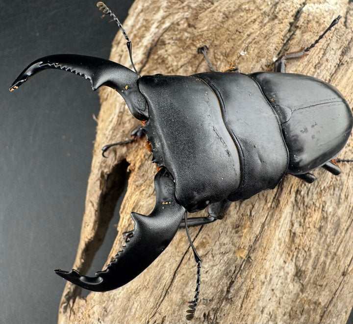 【WD】《スマトラオオヒラタ ベンクール産 82.5mm ペア》