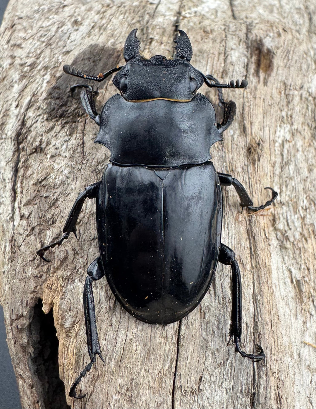 【WD】《インターメディアツヤクワガタ リサル産 93mm ペア》