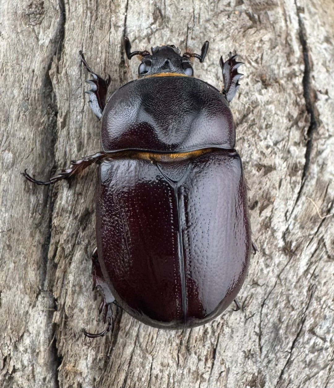 【WD】《クリイロムナコブサイカブト 32mm A'品ペア》