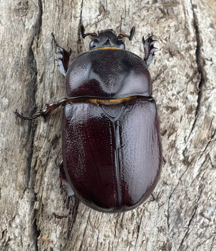 【WD】《クリイロムナコブサイカブト 32mm A'品ペア》