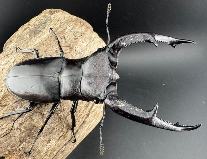 【WD】《マンディブラリスフタマタ 103.5mm ペア》