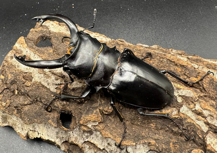 【WD】大型長歯《アルケスツヤクワガタ 89mm ペア》