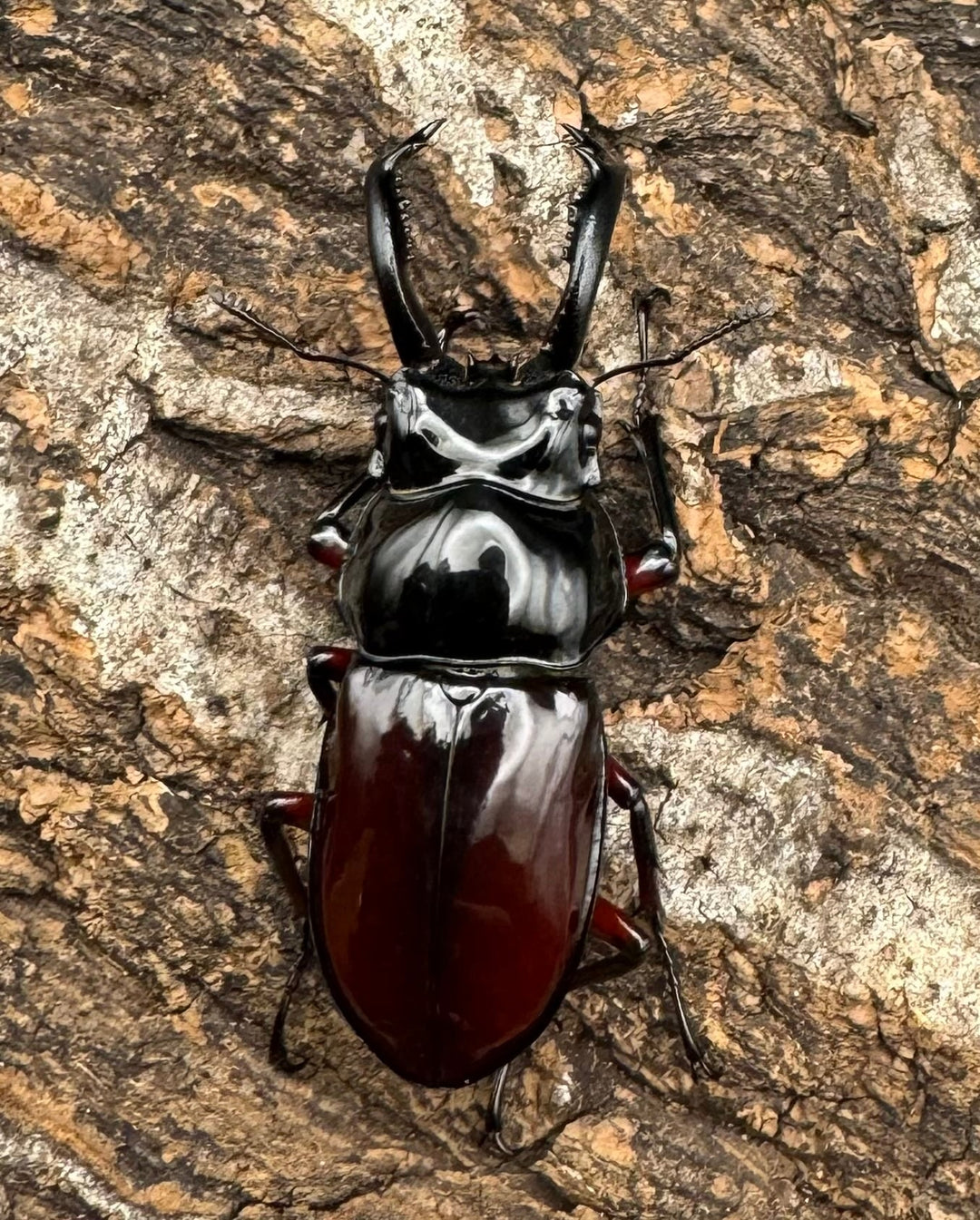 【WD】《オーベルチュールクロツヤシカ 43mm ペア》