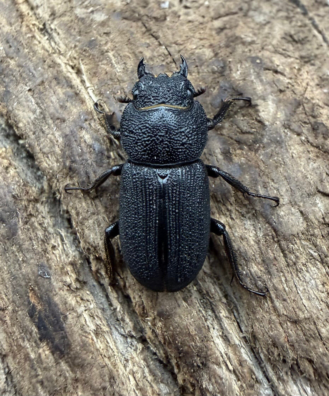 【WD】《ドルクス zhouchaoi（メンシウス ssp.） 21mm ペア》