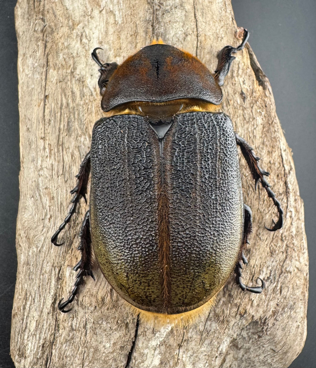 《ヘラクレス・ヘラクレス 147mm ペア》