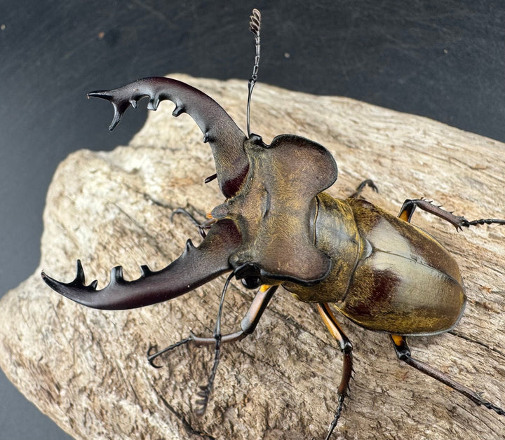 【WD】《ミヤマクワガタ 山形県産 65mm ペア》