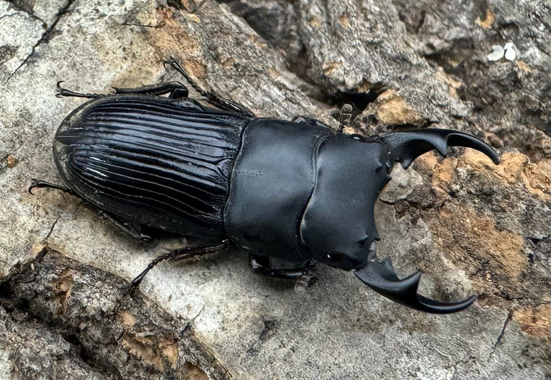 【F0】《カントンネブト Free ペア》①