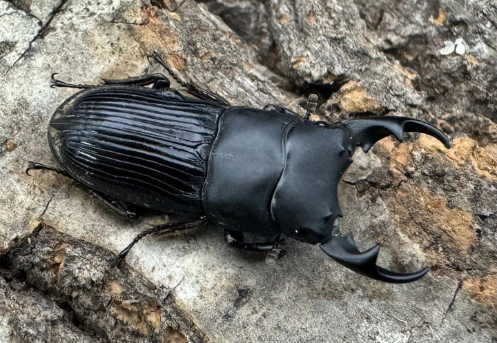 【F0】《カントンネブト Free ペア》①